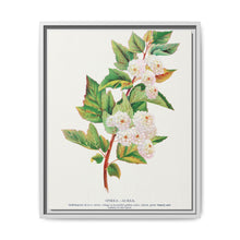 Spirea Aurea flowers lithograph. Digitally enhanced from our own original 1900 edition plates of Botanical Specimen published by Rochester Lithographing - NOMADEN ART GALLERY