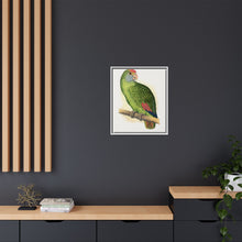 Dufresne's Amazon (Amazona dufresniana) colored wood-engraved plate by Alexander Francis Lydon