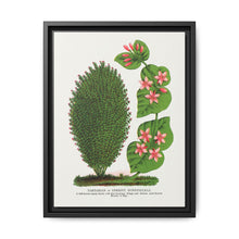 Tartarian, Upright Honeysuckle bush lithograph. Digitally enhanced from our own original 1900 edition plates of Botanical Specimen published by Rochester Lithographing - NOMADEN ART GALLERY