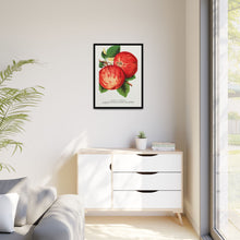 Duchess of Oldenburg apples lithograph from Botanical Specimen published by Rochester Lithographing
