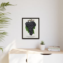 Early Ohio grape lithograph. Digitally enhanced from our own original 1900 edition plates of Botanical Specimen published by Rochester Lithographing