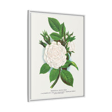 Rose, Perpetual White Moss lithograph. Digitally enhanced from our own original 1900 edition plates of Botanical Specimen published by Rochester Lithographing