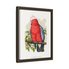 Rose-Breasted Cockatoo (Eolophus roseicapillus) colored wood-engraved plate by Alexander Francis Lydon.