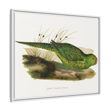 Green Ground Parrot (Pezoporus wallicus) colored wood-engraved plate by Alexander Francis Lydon