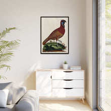 A horned Indian pheasant standing on the grass by J. Pass after J. E. Ihle.