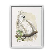 Great White-Crested Cockatoo (Cacatua alba) colored wood-engraved plate by Alexander Francis Lydon - NOMADEN ART GALLERY