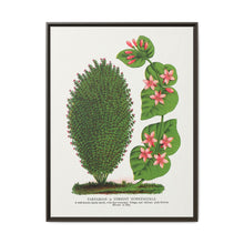 Tartarian, Upright Honeysuckle bush lithograph. Digitally enhanced from our own original 1900 edition plates of Botanical Specimen published by Rochester Lithographing - NOMADEN ART GALLERY