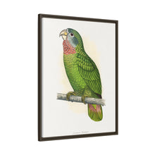 Jamaica Parrot (Amazona collaria) colored wood-engraved plate by Alexander Francis Lydon