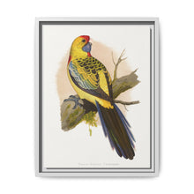 Yellow-Rumped Parrakeet (Platycercus elegans flaveolus) colored wood-engraved plate by Alexander Francis Lydon. - NOMADEN ART GALLERY