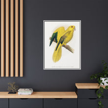 Golden or Queen Bavaria's Parrot (Guaruba guarouba) colored wood-engraved plate by Alexander Francis Lydon.