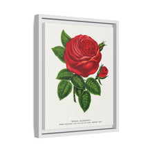 Red rose, General Jacquemont flower lithograph. Digitally enhanced from our own original 1900 edition plates of Botanical Specimen published by Rochester Lithographing
