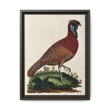 A horned Indian pheasant standing on the grass by J. Pass after J. E. Ihle. - NOMADEN ART GALLERY