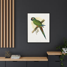 llliger's Macaw (Primolius maracana) colored wood-engraved plate by Alexander Francis Lydon