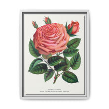 Pink rose, Glorie de Dijon lithograph. Digitally enhanced from our own original 1900 edition plates of Botanical Specimen published by Rochester Lithographing - NOMADEN ART GALLERY