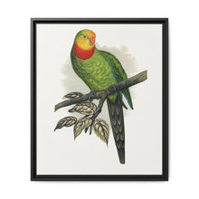 Barraband's Parakeet (Polytelis swainsonii) colored wood-engraved plate by Alexander Francis Lydon - NOMADEN ART GALLERY