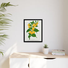 Golden queen raspberry lithograph. Digitally enhanced from our own original 1900 edition plates of Botanical Specimen published by Rochester Lithographing