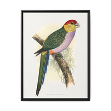 Pileated Parrakeet (Pionopsitta pileata) colored wood-engraved plate by Alexander Francis Lydon. - NOMADEN ART GALLERY