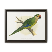Golden-Crowned Conure (Aratinga auricapillus) colored wood-engraved plate by Alexander Francis Lydon - NOMADEN ART GALLERY
