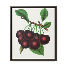 Black Tartarian cherry lithograph. Digitally enhanced from our own original 1900 edition plates of Botanical Specimen published by Rochester Lithographing - NOMADEN ART GALLERY
