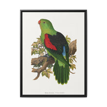 Red-winged parakeet (Aprosmictus erythropterus) colored wood-engraved plate by Alexander Francis Lydon - NOMADEN ART GALLERY