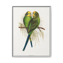 Budgerigar (Melopsittacus undulatus) colored wood-engraved plate by Alexander Francis Lydon - NOMADEN ART GALLERY