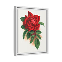 Red rose, Alfred Colomb lithograph. Digitally enhanced from our own original 1900 edition plates of Botanical Specimen published by Rochester Lithographing