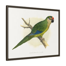 Golden-Crowned Conure (Aratinga auricapillus) colored wood-engraved plate by Alexander Francis Lydon