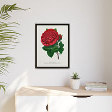 Red rose, American Beauty lithograph. Digitally enhanced from our own original 1900 edition plates of Botanical Specimen published by Rochester Lithographing