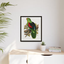Red-winged parakeet (Aprosmictus erythropterus) colored wood-engraved plate by Alexander Francis Lydon
