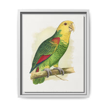 Double-Fronted or Le Vaillant's Amazon (Amazona oratrix) colored wood-engraved plate by Alexander Francis Lydon. - NOMADEN ART GALLERY
