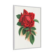 Red rose, Alfred Colomb lithograph. Digitally enhanced from our own original 1900 edition plates of Botanical Specimen published by Rochester Lithographing