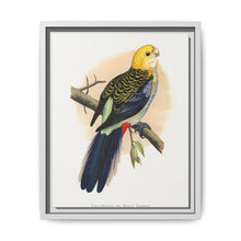 Pale-Headed or Mealy Rosella (Platycercus adscitus) colored wood-engraved plate by Alexander Francis Lydon. - NOMADEN ART GALLERY