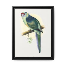Barnard's Parrakeet (Barnardius barnardi) colored wood-engraved plate by Alexander Francis Lydon - NOMADEN ART GALLERY