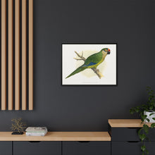 Golden-Crowned Conure (Aratinga auricapillus) colored wood-engraved plate by Alexander Francis Lydon