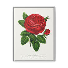 Red rose, General Jacquemont flower lithograph. Digitally enhanced from our own original 1900 edition plates of Botanical Specimen published by Rochester Lithographing - NOMADEN ART GALLERY