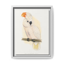 Great Salmon-Crested Cockatoo (CACATUA MOLUCCENSIS) colored wood-engraved plate by Alexander Francis Lydon. - NOMADEN ART GALLERY