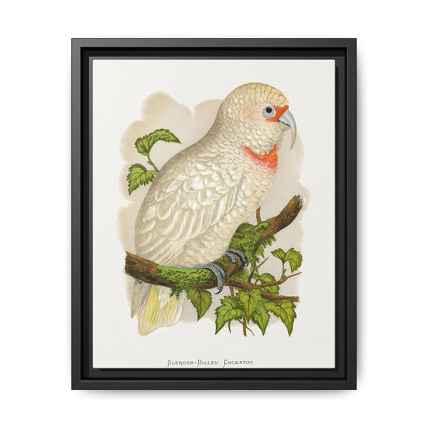 Slender-Billed Cockatoo (Cacatua tenuirostris) colored wood-engraved plate by Alexander Francis Lydon. - NOMADEN ART GALLERY