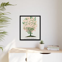 Purple Fringe tree lithograph. Digitally enhanced from our own original 1900 edition plates of Botanical Specimen published by Rochester Lithographing