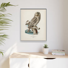 Strix uralensis ♀ illustrated by the von Wright brothers from our own 1929 folio version of Svenska Fåglar Efter Naturen Och Pa Sten Ritade - NOMADEN ART GALLERY