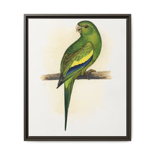 Canary-Winged Conure ( Brotogeris versicolurus) colored wood-engraved plate by Alexander Francis Lydon - NOMADEN ART GALLERY