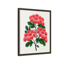 Paul's New Double Flowering Thorn lithograph. Digitally enhanced from our own original 1900 edition plates of Botanical Specimen published by Rochester Lithographing