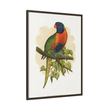 Blue Mountain Lory (Trichoglossus moluccanus) colored wood-engraved plate by Alexander Francis Lydon.