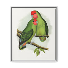 Rosy-Faced Love-Bird (Agapornis roseicollis) colored wood-engraved plate by Alexander Francis Lydon. - NOMADEN ART GALLERY