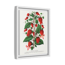 Prunus Triloba flower lithograph. Digitally enhanced from our own original 1900 edition plates of Botanical Specimen published by Rochester Lithographing