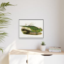 Green Ground Parrot (Pezoporus wallicus) colored wood-engraved plate by Alexander Francis Lydon
