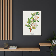 Spirea Aurea flowers lithograph. Digitally enhanced from our own original 1900 edition plates of Botanical Specimen published by Rochester Lithographing