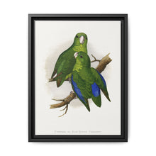 Passerine or Blue-winged Parrakeet (Psittacula columboides) colored wood-engraved plate by Alexander Francis Lydon - NOMADEN ART GALLERY