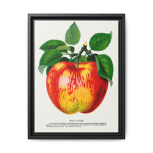 Wolf River apple lithograph. Digitally enhanced from our own original 1900 edition plates of Botanical Specimen published by Rochester Lithographing - NOMADEN ART GALLERY