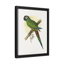 llliger's Macaw (Primolius maracana) colored wood-engraved plate by Alexander Francis Lydon