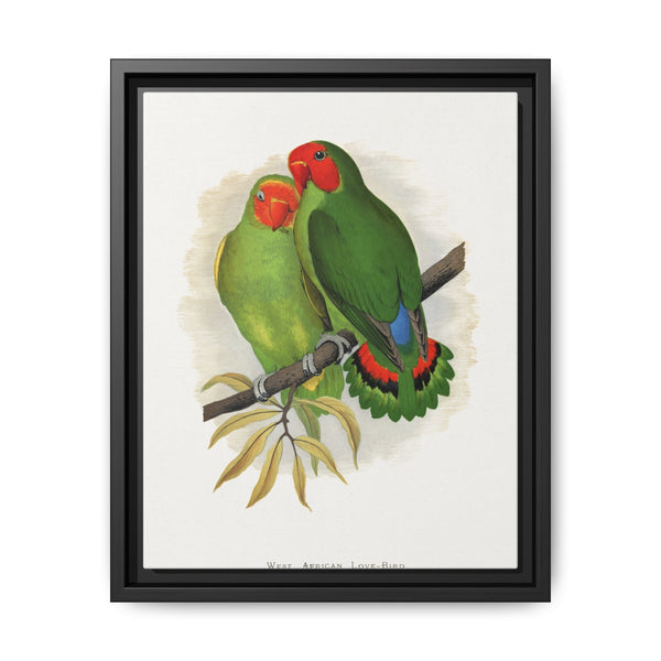 West African Love-Bird (Agapornis) colored wood-engraved plate by Alexander Francis Lydon. - NOMADEN ART GALLERY